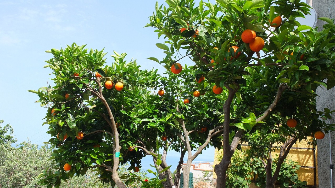 Photo of Outdoor in Belmonte Calabro