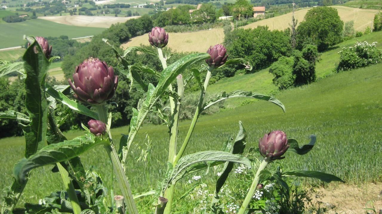 Photo of Outdoor in Arcevia