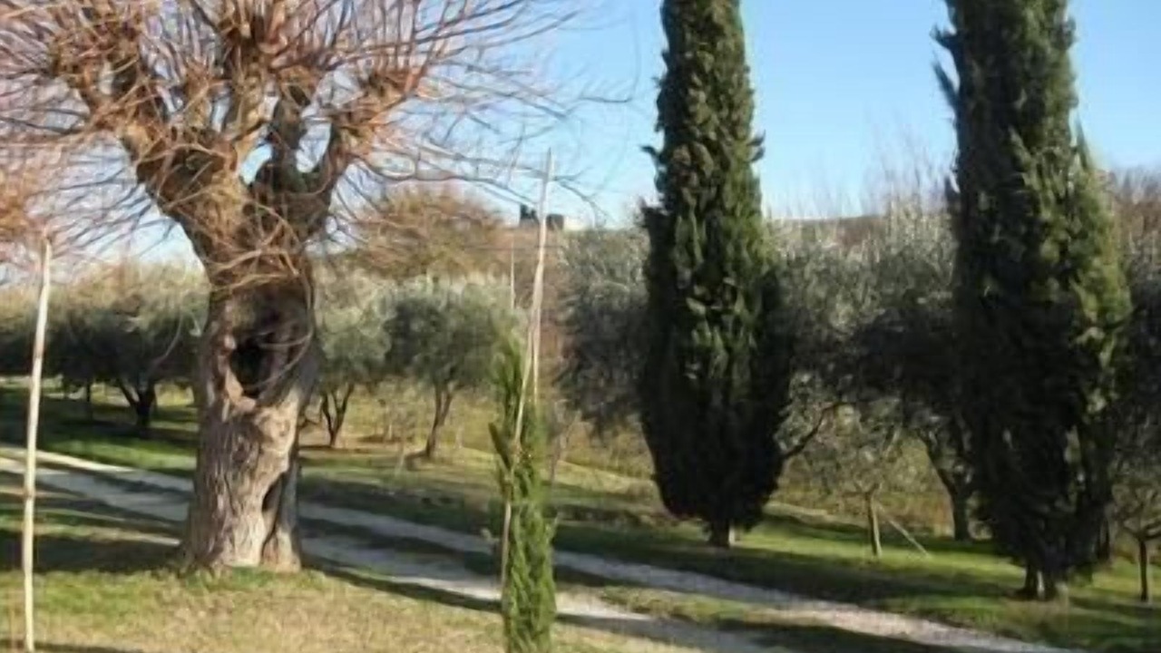 Photo of Outdoor in Arcevia