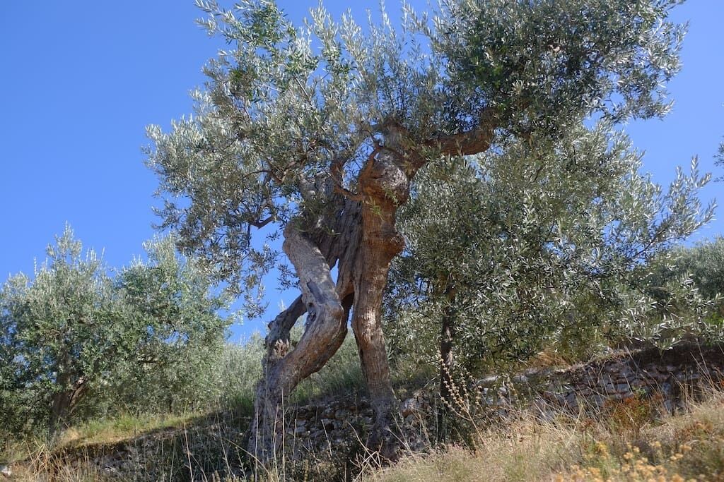 Photo of Outdoor in Bovara