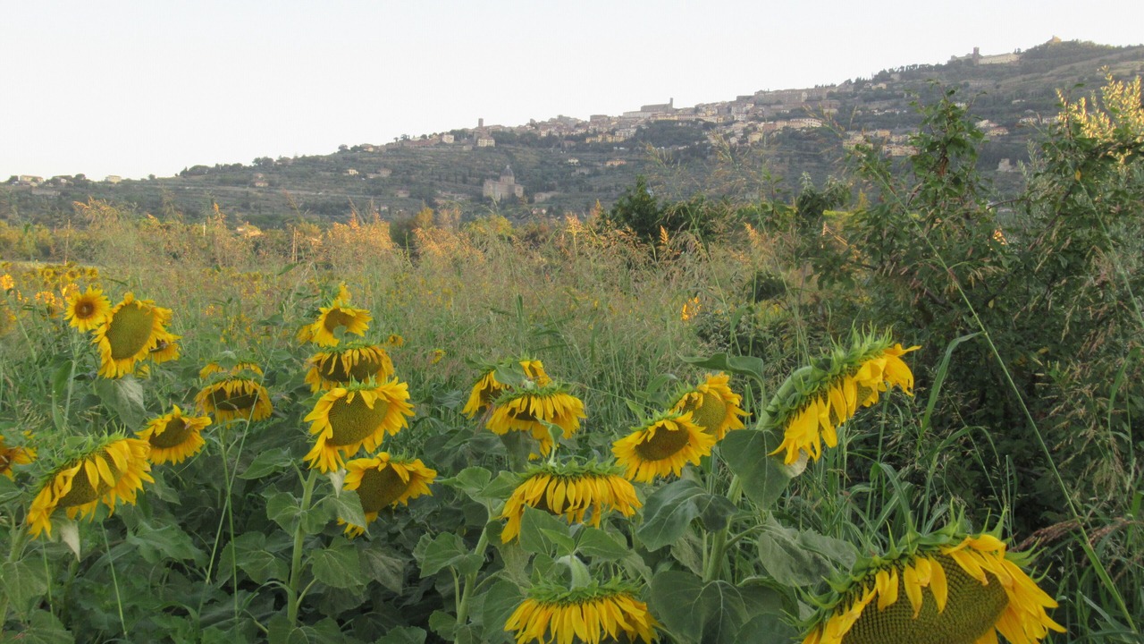 Photo of Outdoor in Casorbica-Salcotto