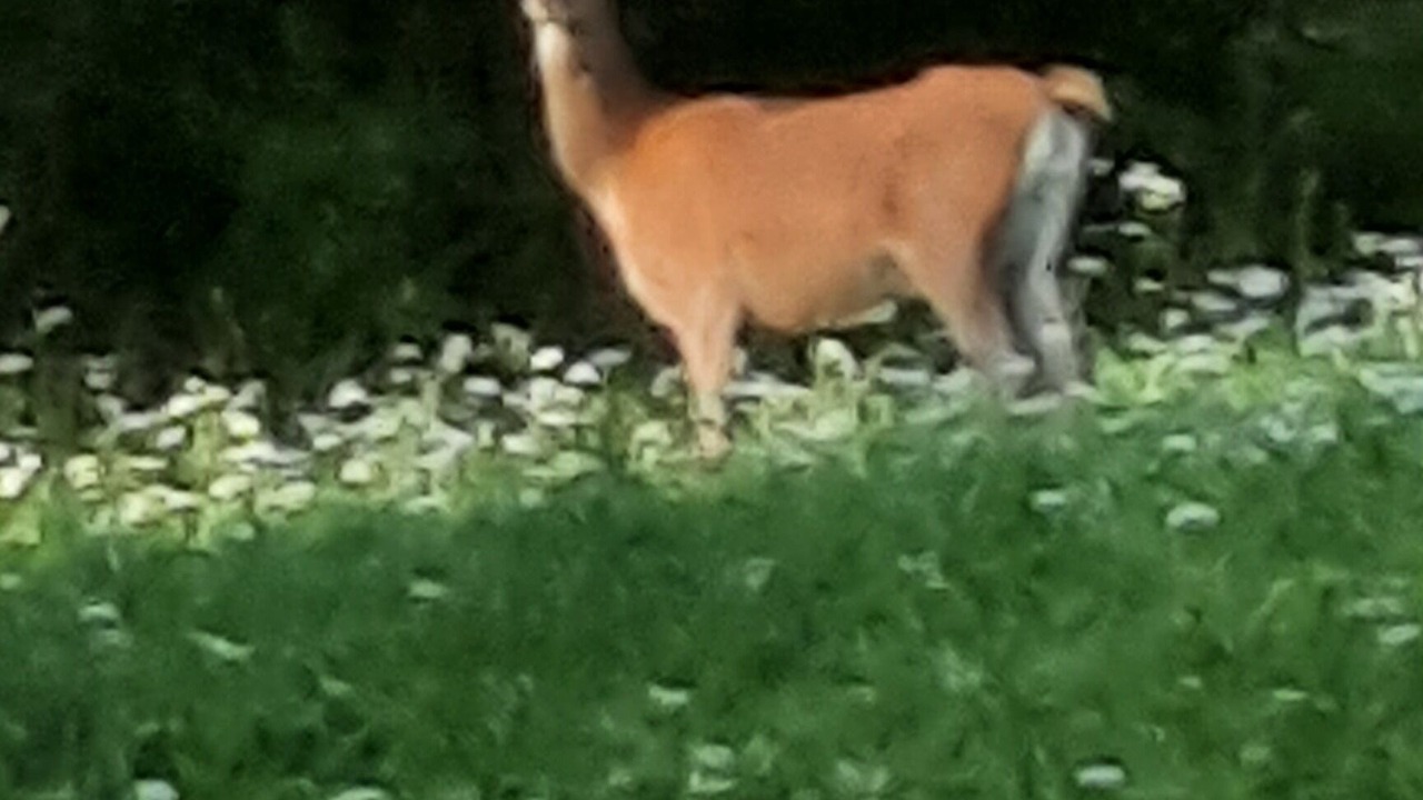 Photo of Others in Borca di Cadore