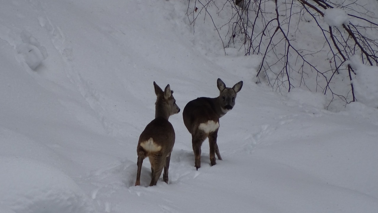 Photo of Others in Borca di Cadore