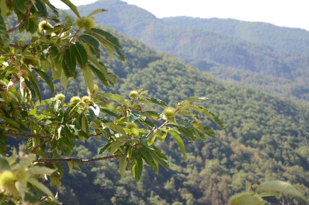 Photo of Outdoor in Barga