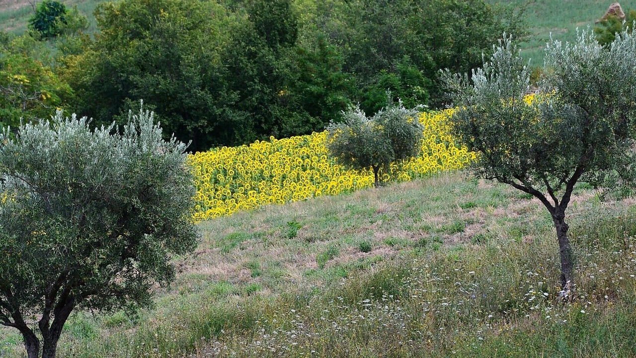 Photo of Outdoor in Colmurano