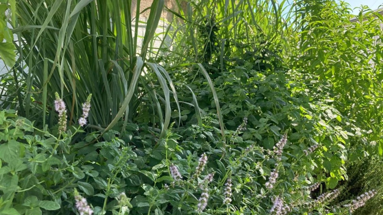 Photo of Outdoor in Matino