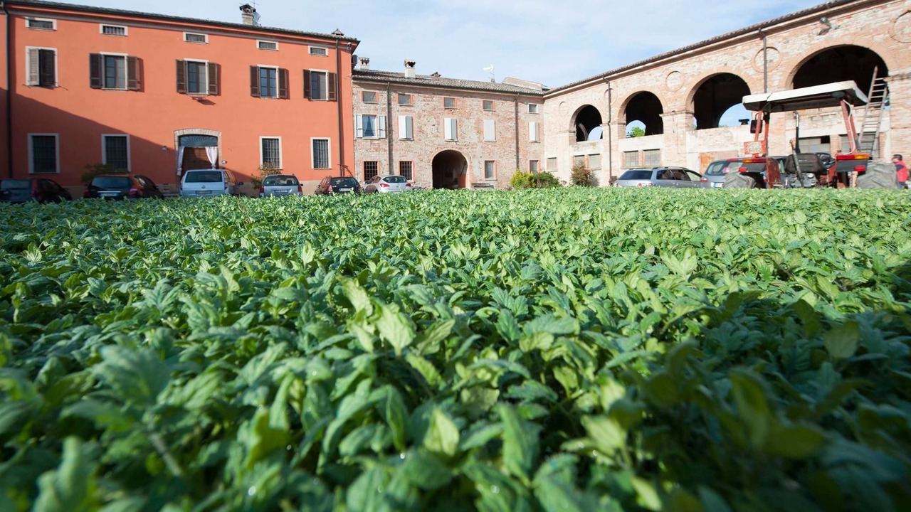 Photo of Outdoor in Fiorenzuola d'Arda