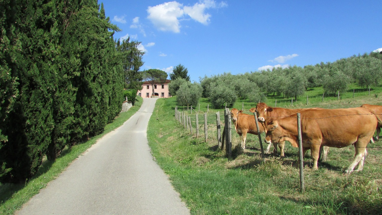 Photo of Outdoor in Dicomano