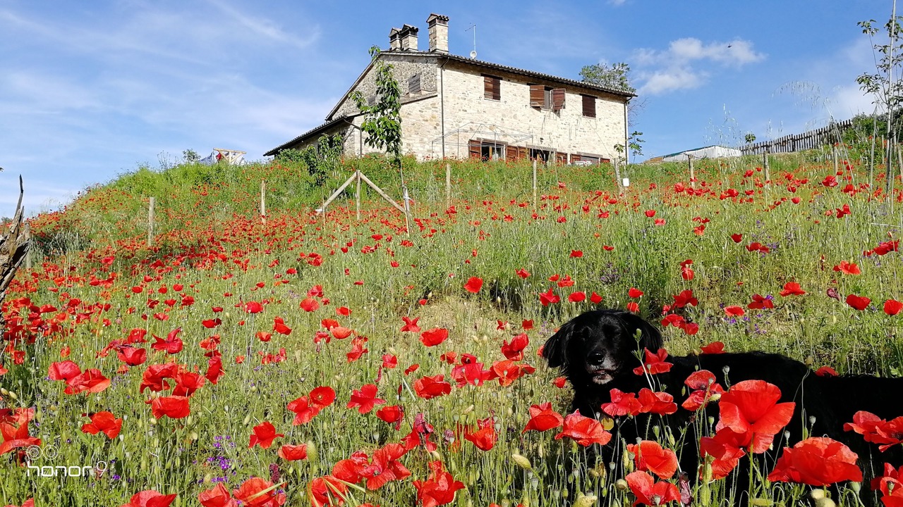 Photo of Outdoor in Acqua Loreto