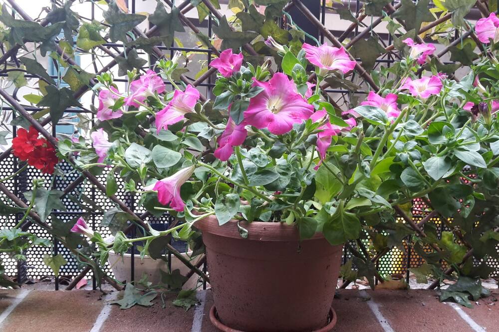 Photo of Outdoor in Este