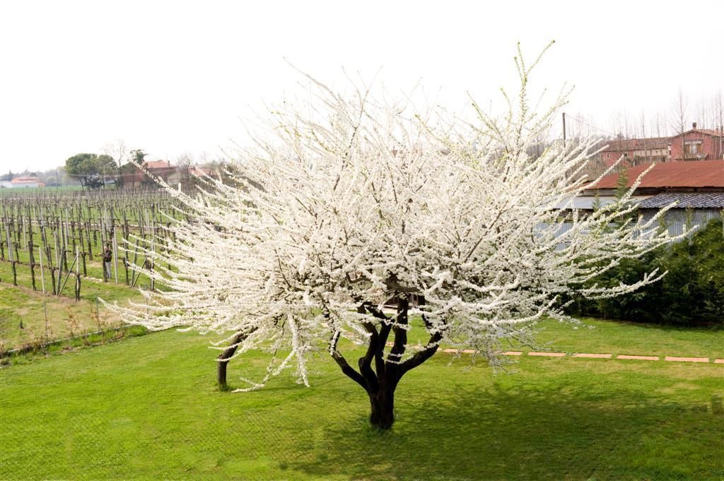 Photo of Outdoor in Silea
