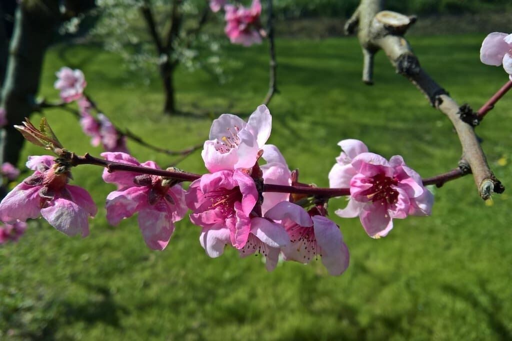 Photo of Outdoor in Spilamberto