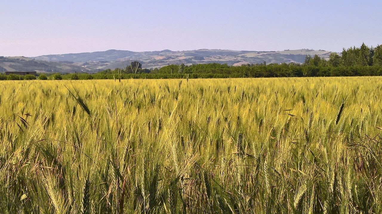 Photo of Outdoor in Spilamberto