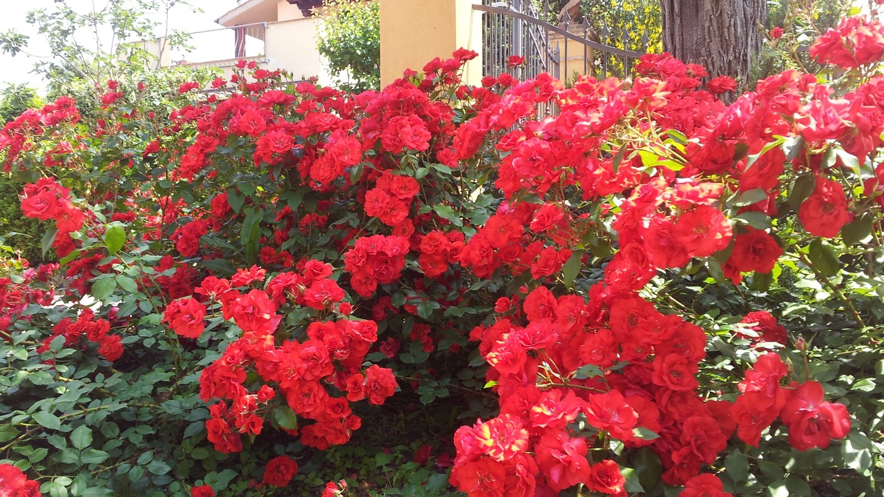 Photo of Outdoor in Castelfiorentino