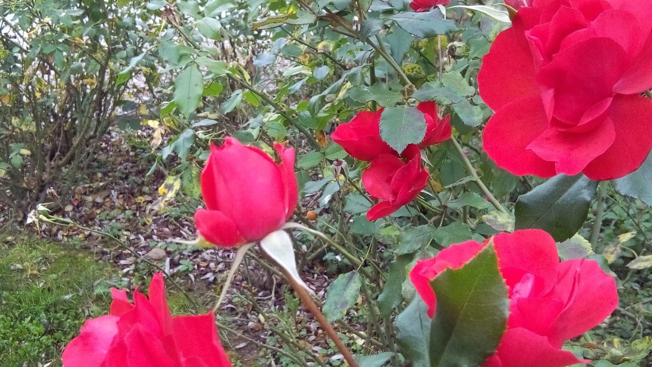 Photo of Outdoor in Castelfiorentino