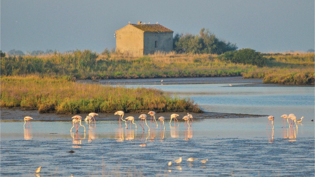 Photo of Others in Lido degli Scacchi
