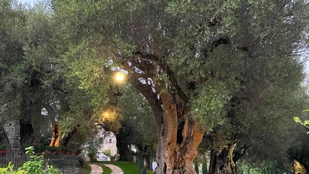 Photo of Outdoor in Bosco