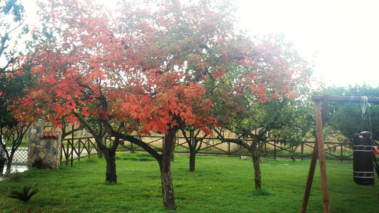 Photo of Outdoor in Cicerale