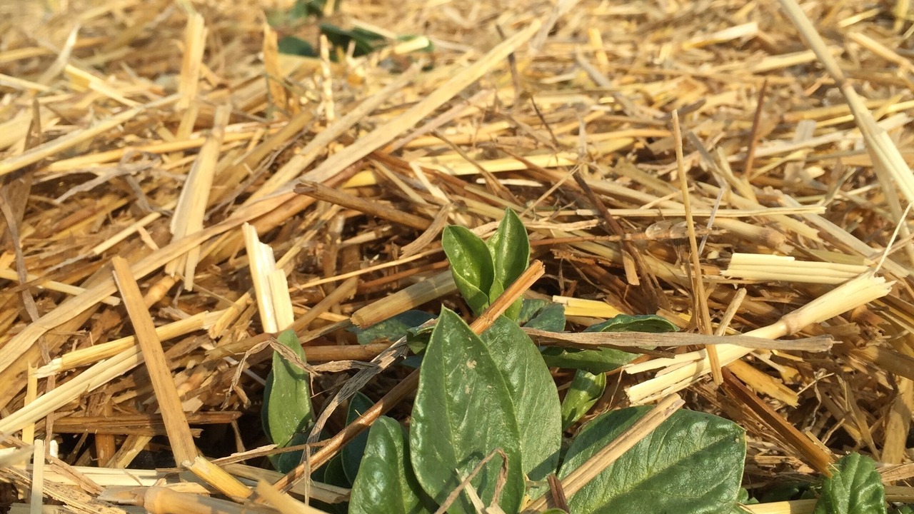 Photo of Outdoor in Boretto
