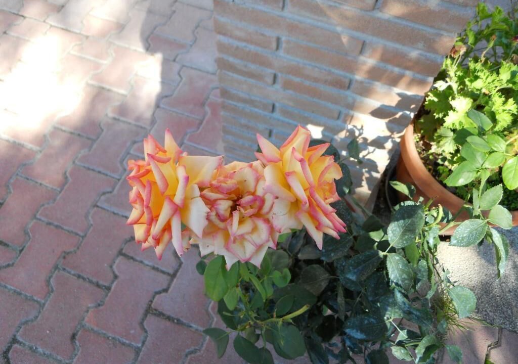 Photo of Outdoor in Preci