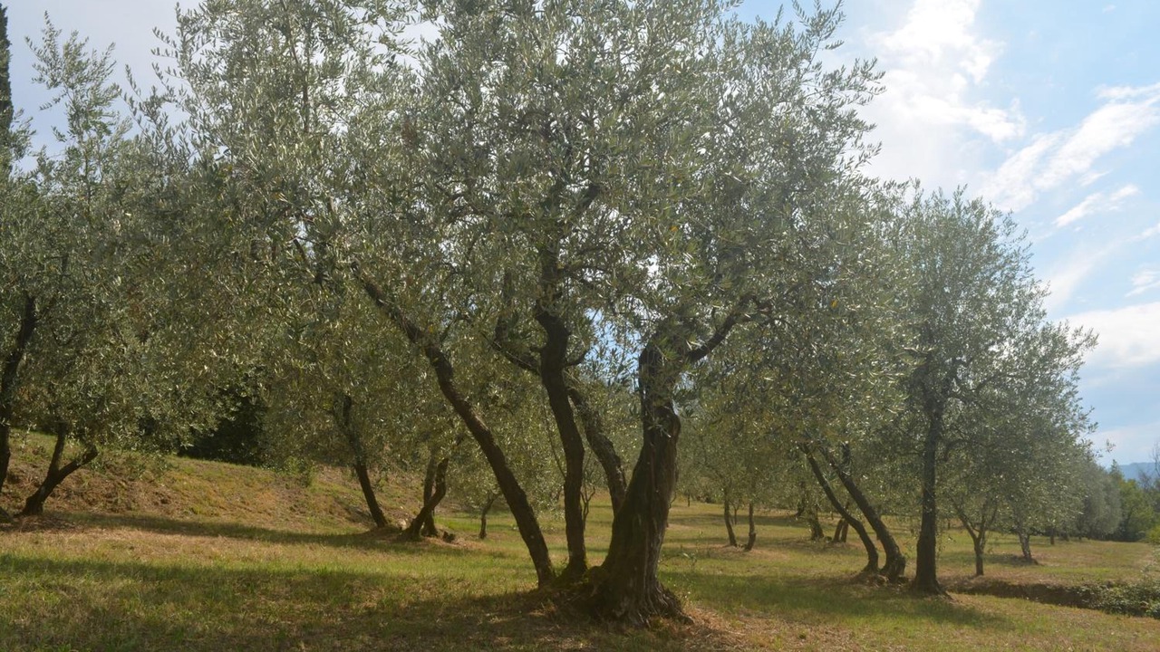 Photo of Outdoor in Capostrada