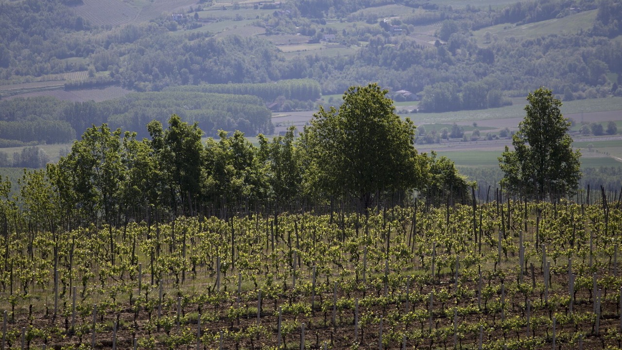 Photo of Outdoor in Acqui Terme