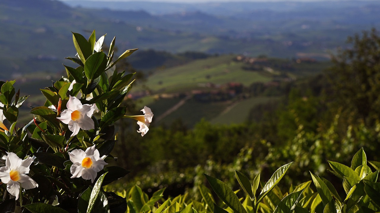 Photo of Others in Monforte d'Alba