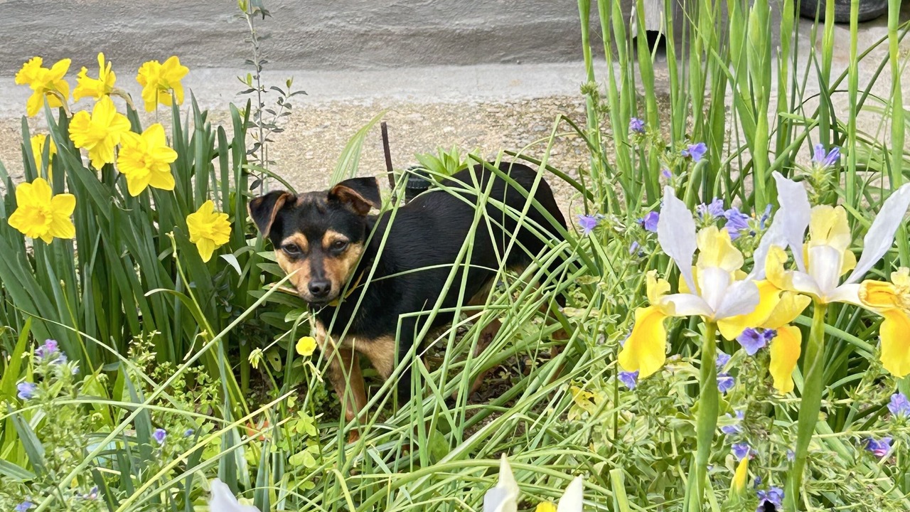 Photo of Outdoor in Guspini