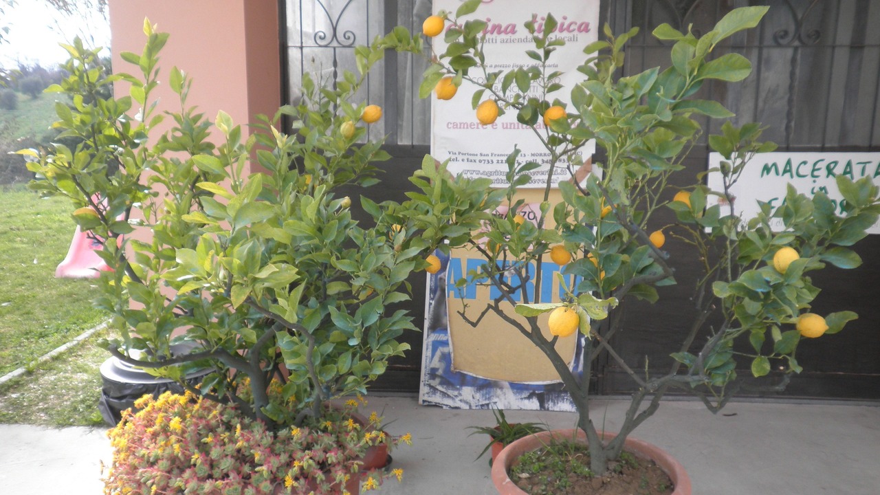Photo of Outdoor in Morrovalle