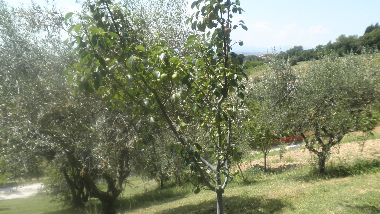 Photo of Outdoor in Morrovalle