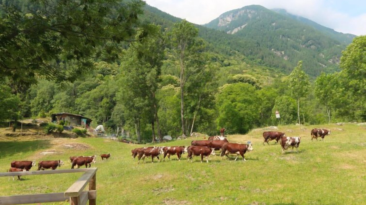 Photo of Outdoor in Noasca