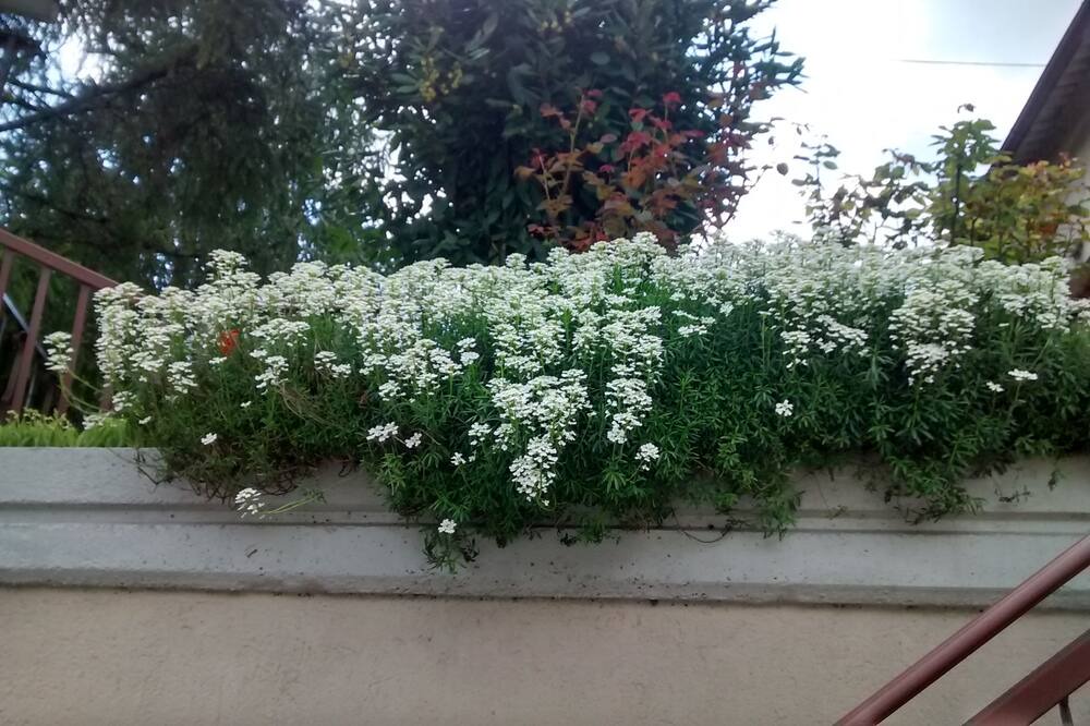 Photo of Outdoor in Preci