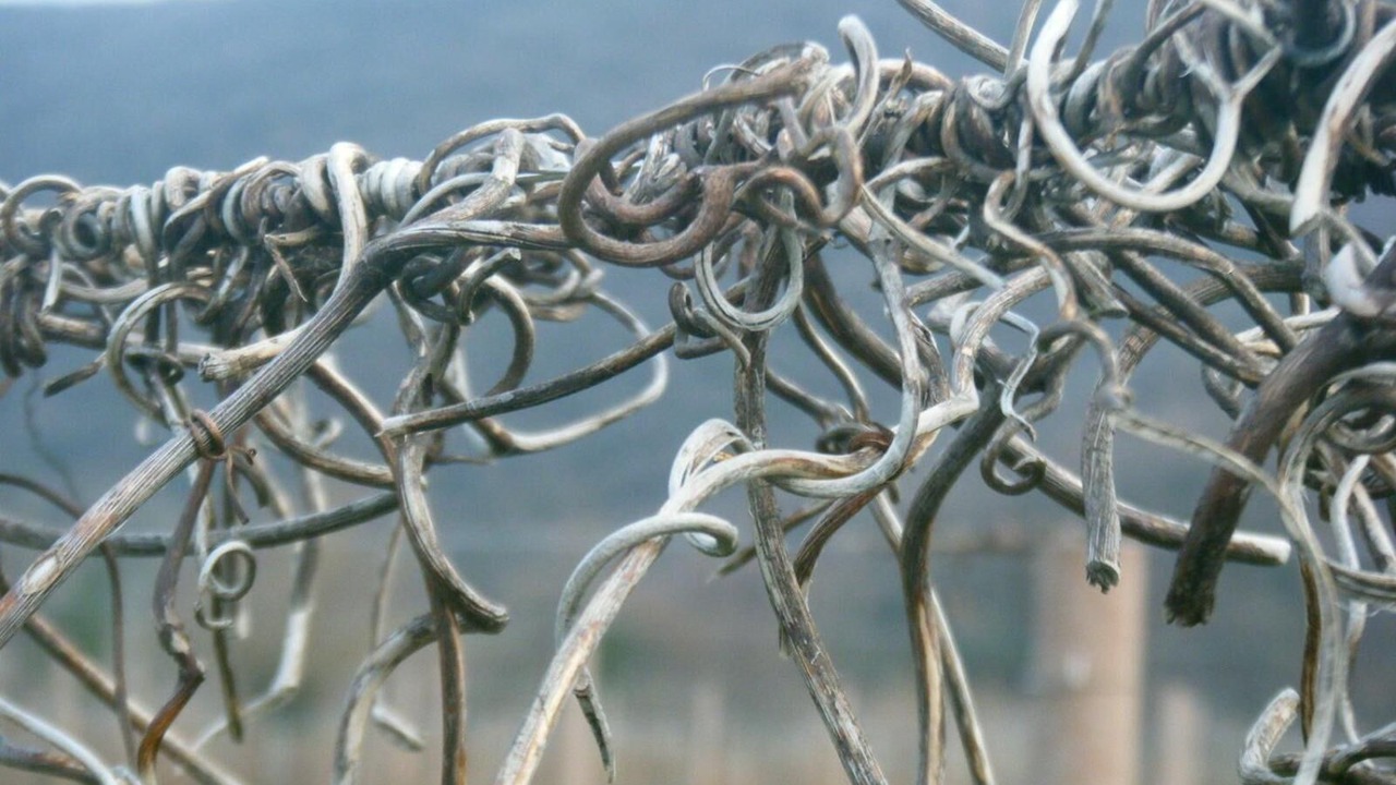 Photo of Others in Albana