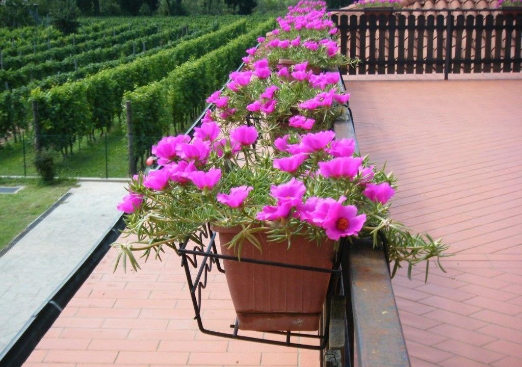 Photo of Patio Balcony in Albana