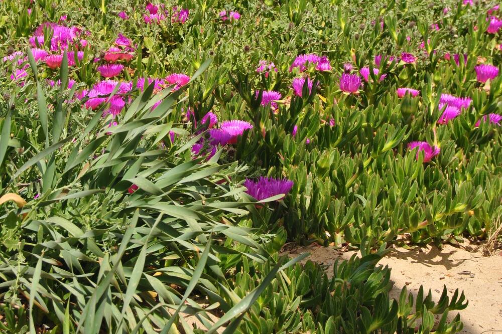 Photo of Outdoor in Arbatax