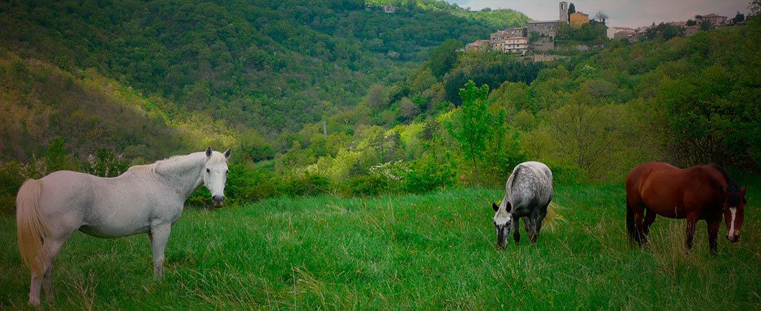 Photo of Others in Montieri