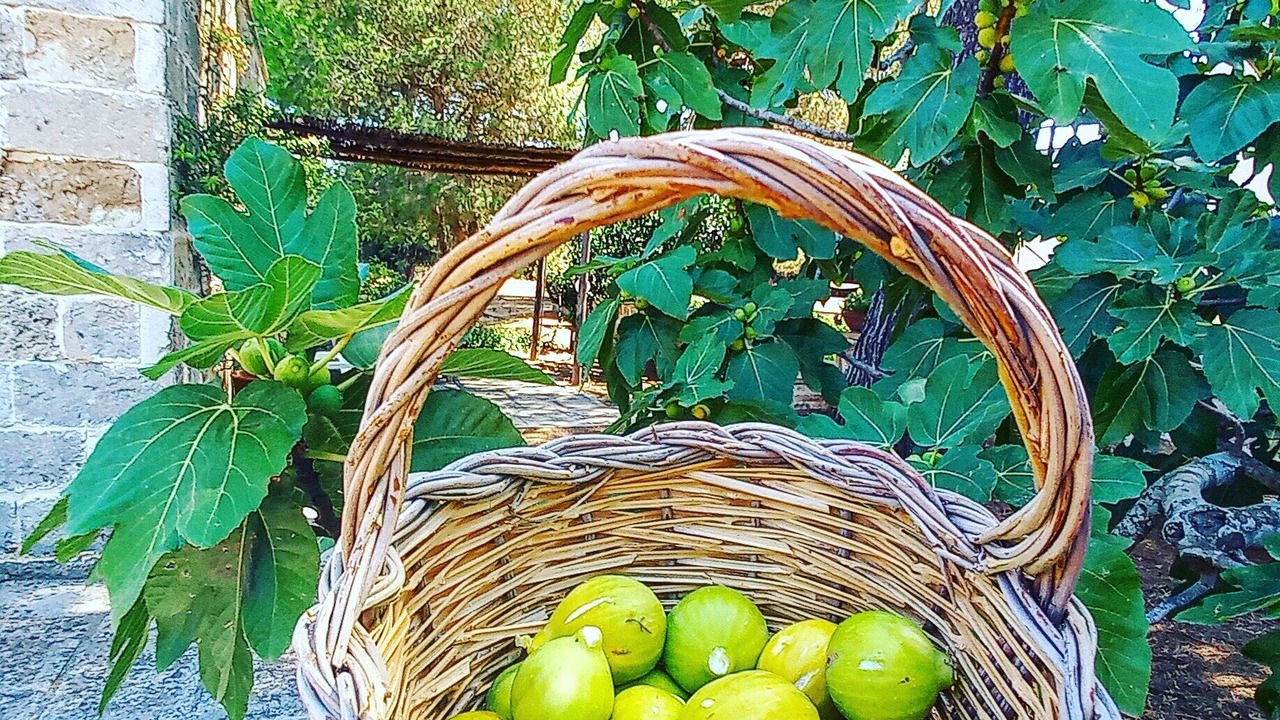 Photo of Outdoor in Galatina
