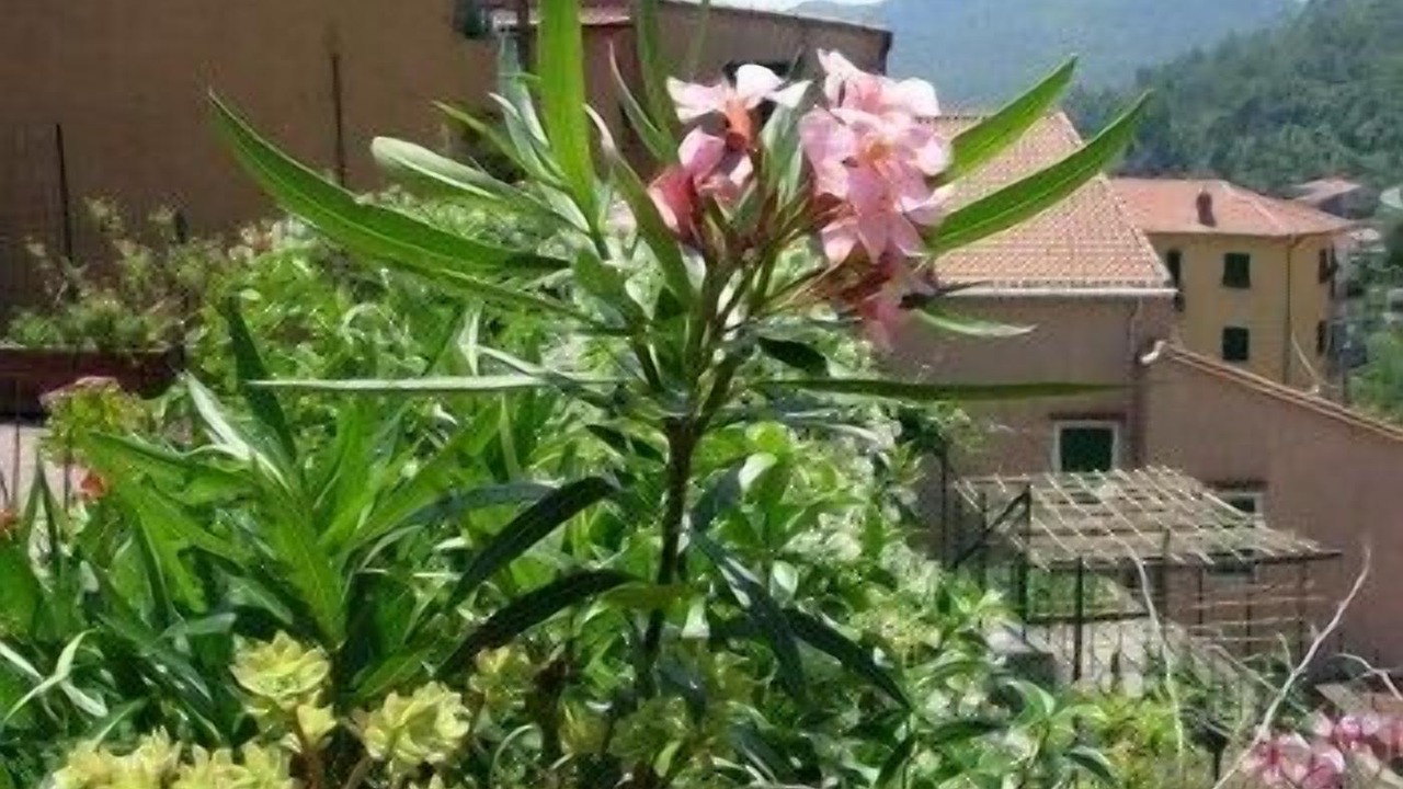 Photo of Outdoor in Feglino