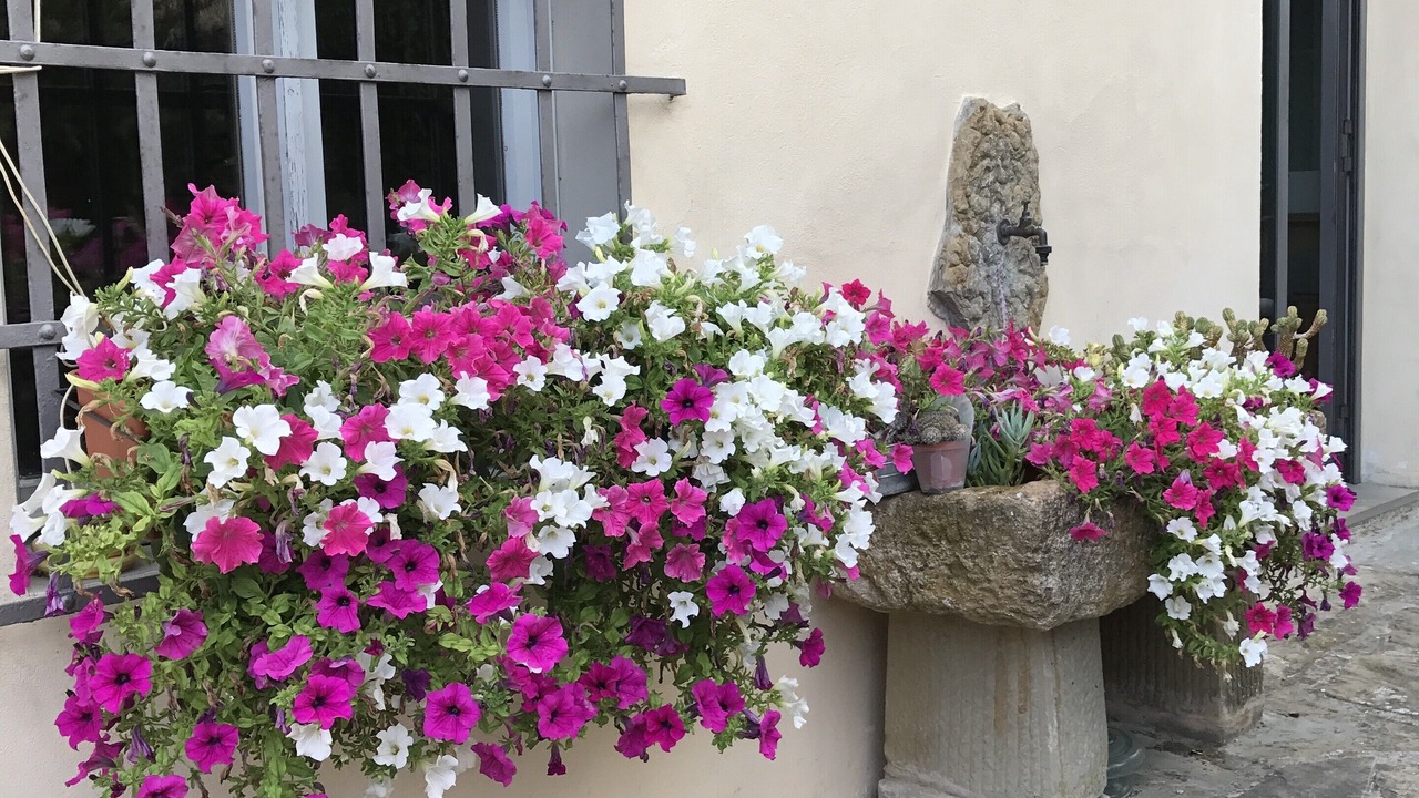 Photo of Outdoor in Scopeti