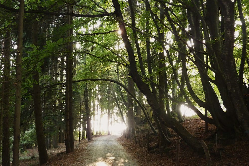 Photo of Outdoor in Bossico