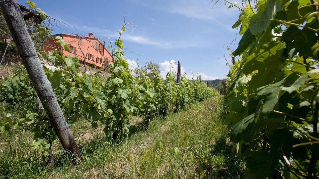 Photo of Outdoor in Fosdinovo