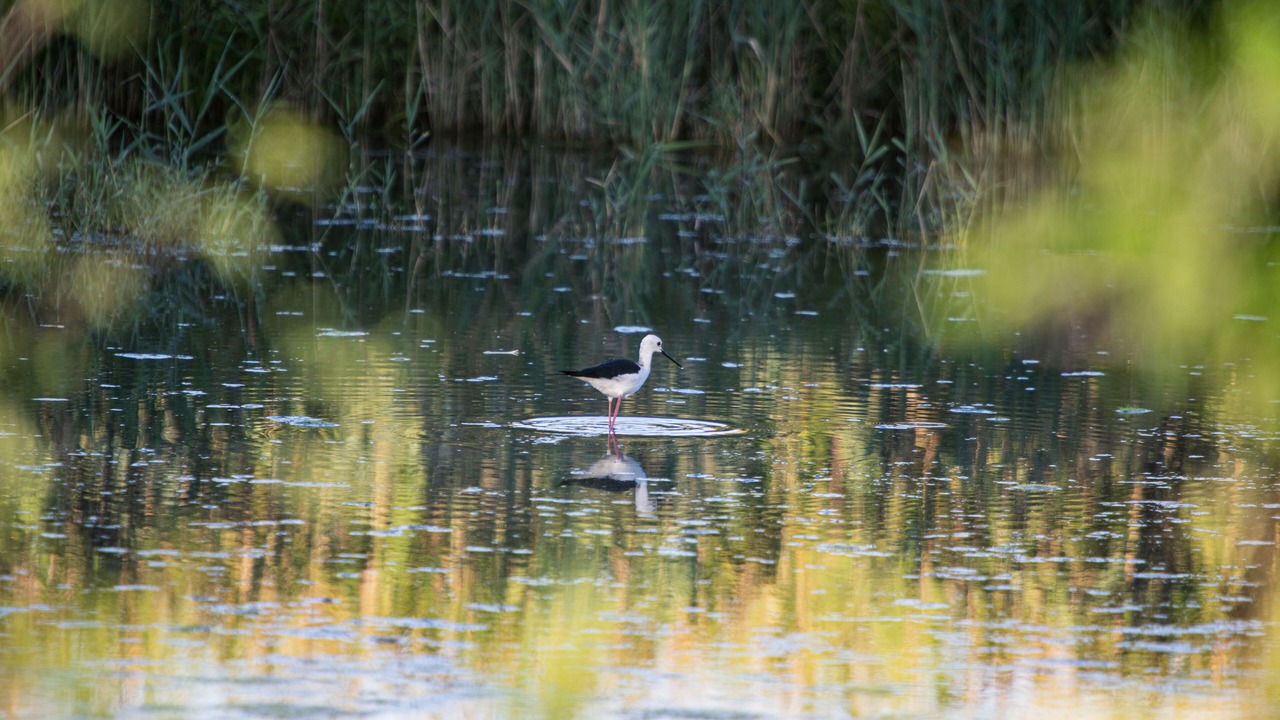 Photo of Outdoor in Aquileia