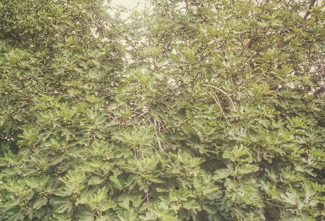 Photo of Outdoor in Servigliano