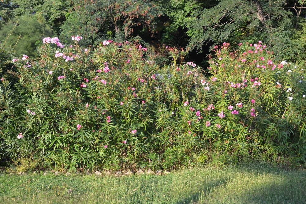 Photo of Outdoor in Scapezzano