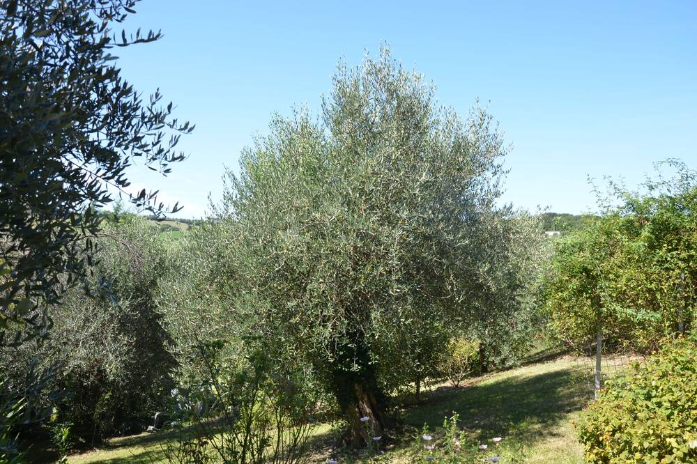 Photo of Outdoor in Scapezzano