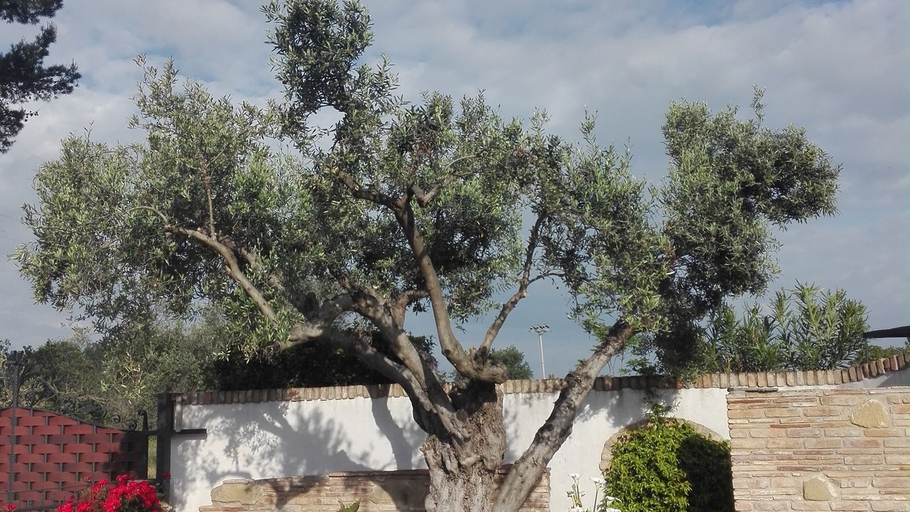 Photo of Outdoor in San Giovanni Teatino