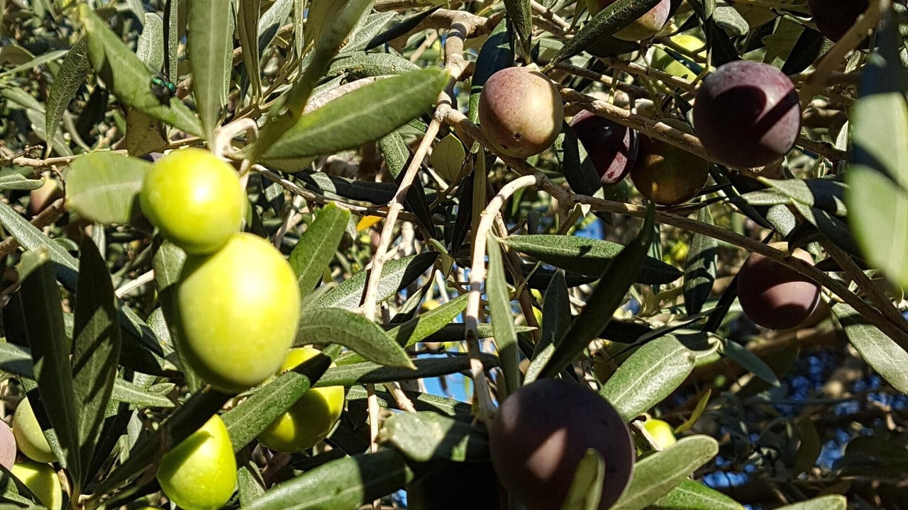Photo of Outdoor in Funtana Meiga