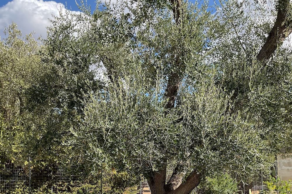 Photo of Outdoor in Francavilla Fontana