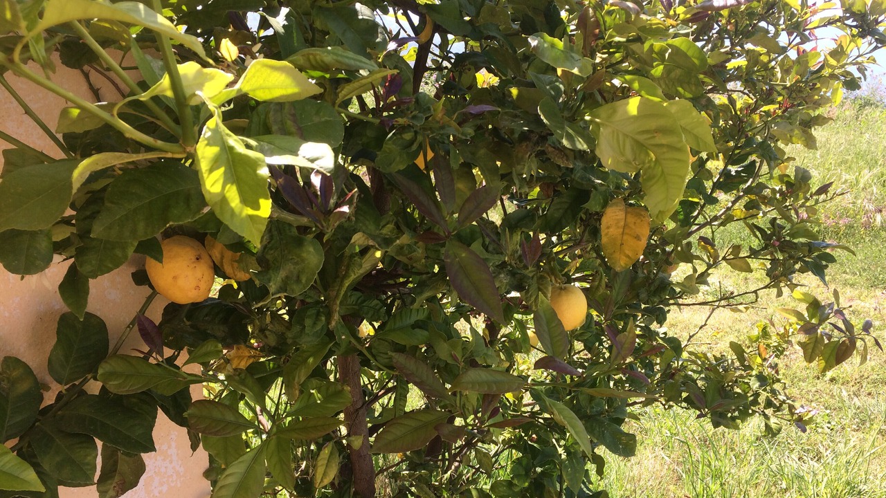 Photo of Outdoor in Joppolo