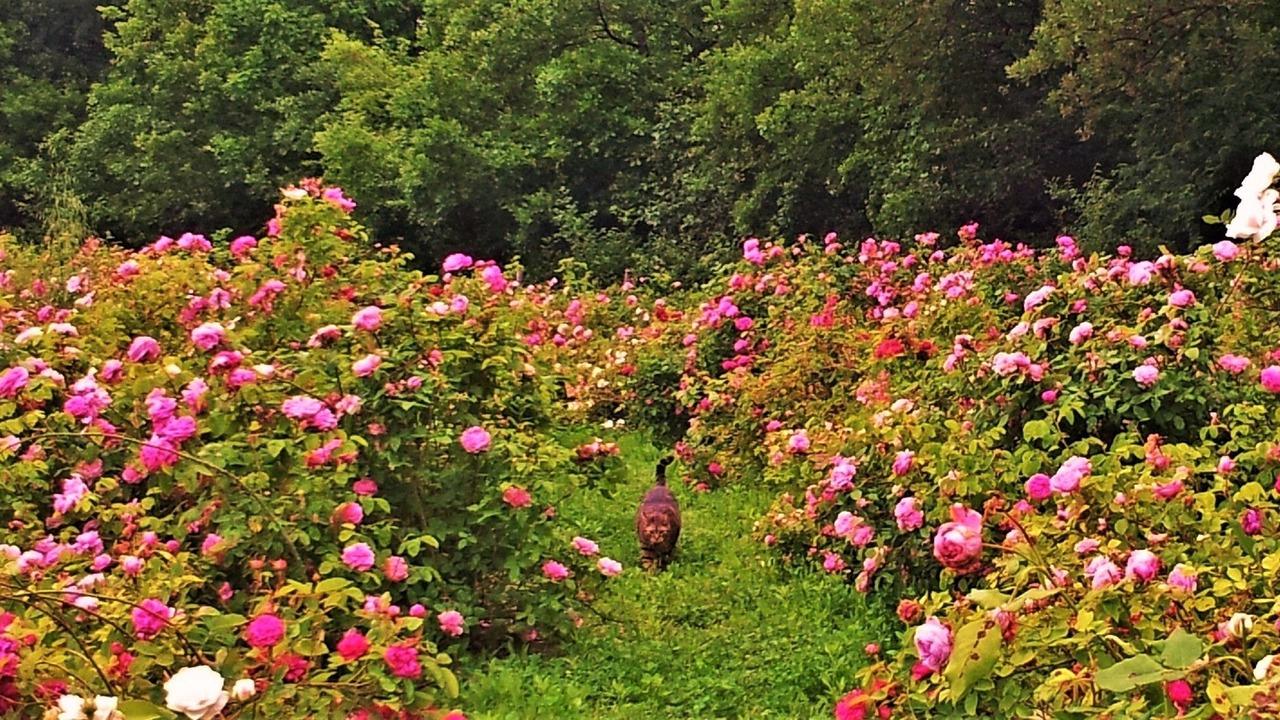 Photo of Outdoor in Stazzano
